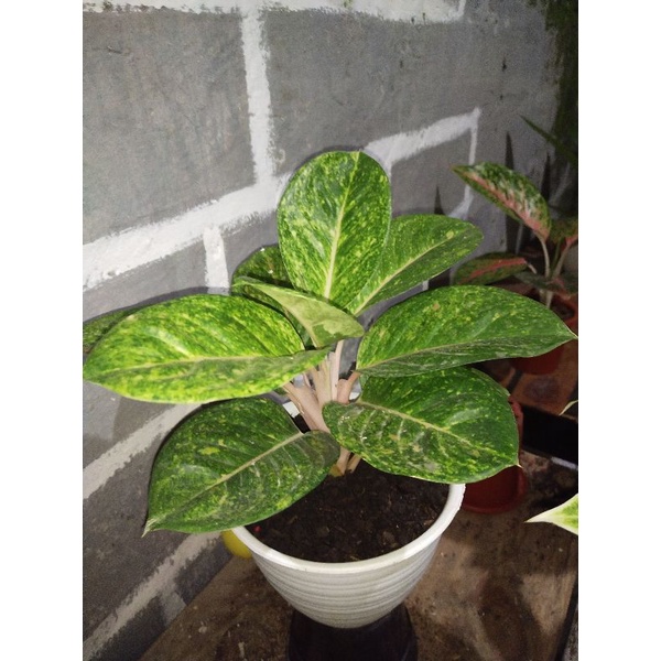 Aglonema Green Emerald