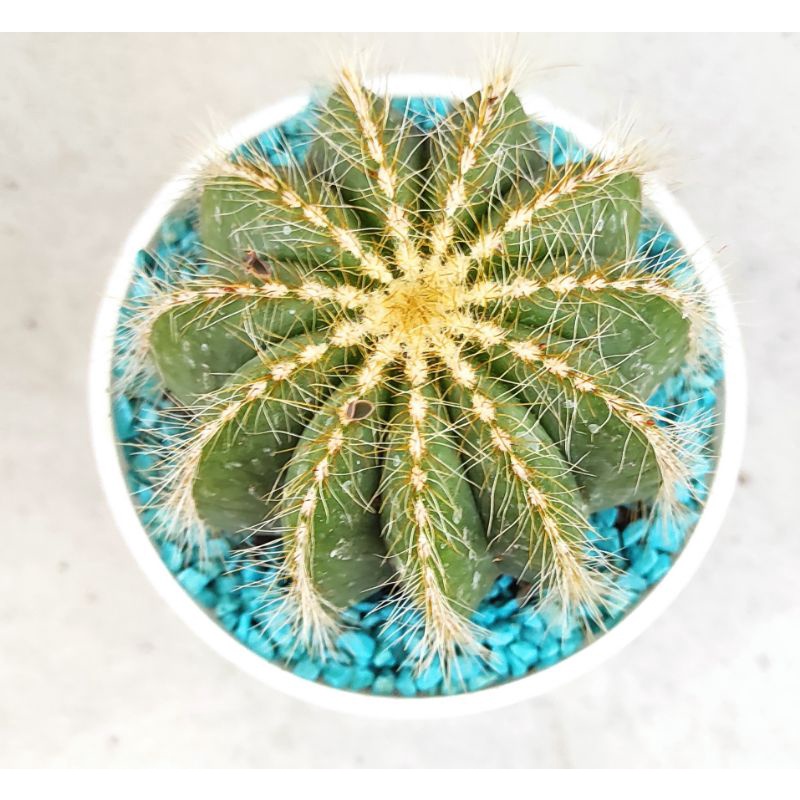 Noto cactus Magnifictus (free pot 10cm, media tanam dan batu warna)