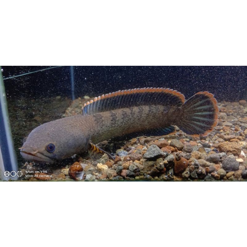 Limbata Jumbo rim tebal...