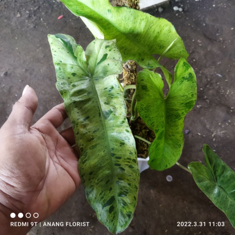 philodendron parayso verde varigata tanaman hias