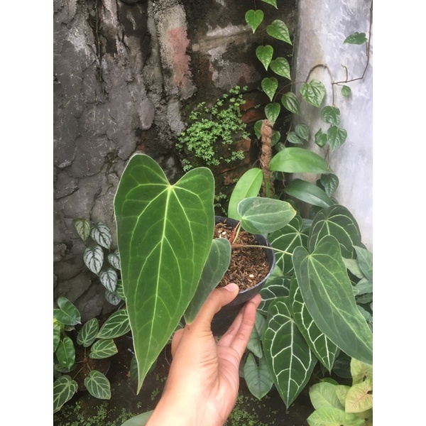 anthurium waroqueanum x magnificum
