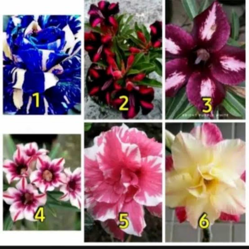 PROMO KAMBOJA JEPANG PROMO HEMAT PAKET 6 KAMBOJA JEPANG BONGOL BESAR - BUNGA ADENIUM