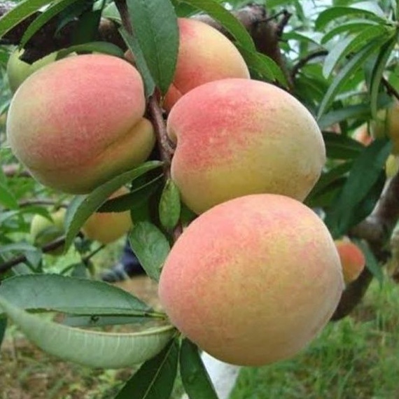 

Tanaman Peach Sugar