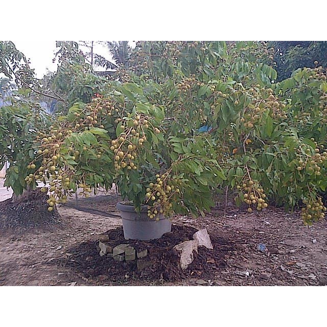 

bibit buah kelengkeng tabulampot bisa cod