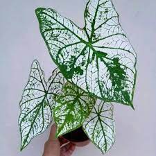 tanaman kaladium/keladi/lompong putih