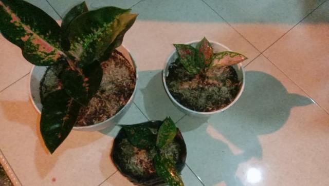 Aglaonema Kocin Paramruai Lokal