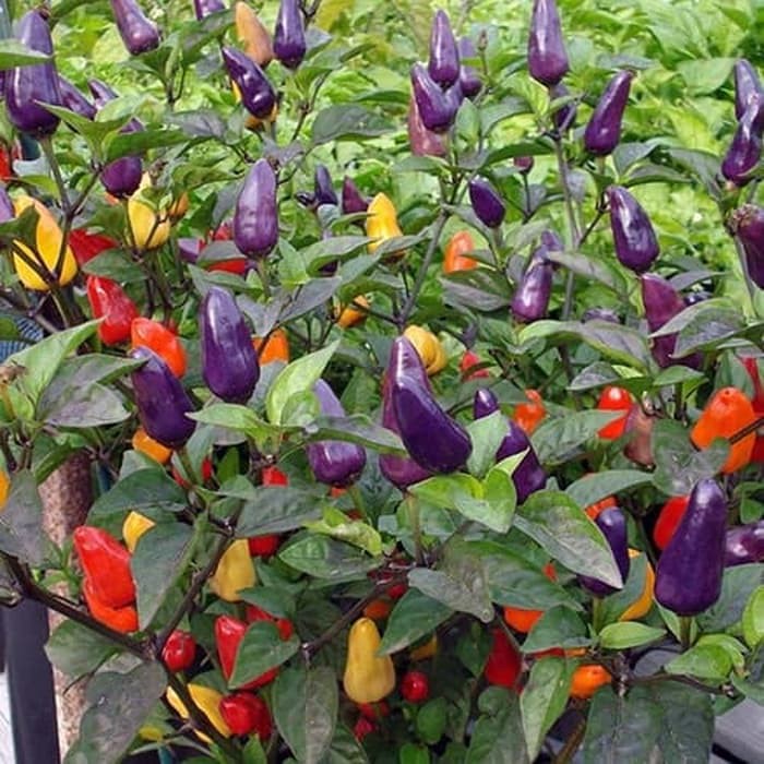 Benih Bibit Biji - Cabai Chinese Five 5 Colour Cabe Rainbow Pelangi Pepper Seeds