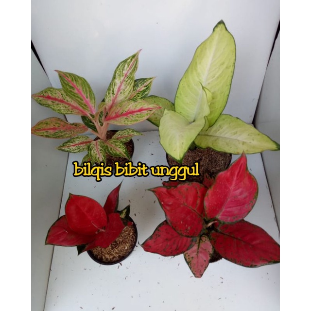 paket 4 bunga aglonema suksom,red anjemani, golden sweet,tisu / tisue (red anjamani)