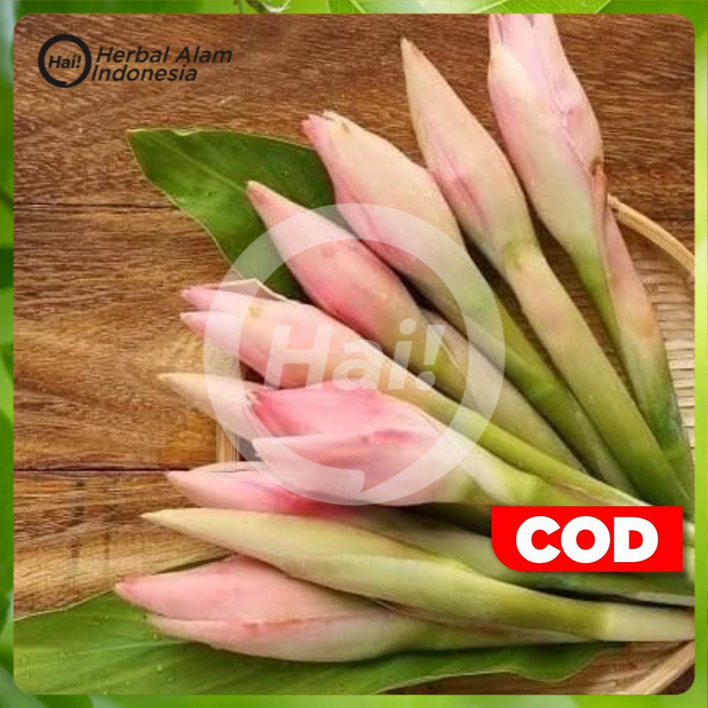 

Kecombrang Segar / Bunga Honje / Rombeh / Kincung Sayur Segar Dan Fresh 250Gram - 1KG HAI STORE