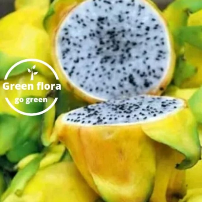 Bibit Buah Naga Kuning Dragon Fruit Tanaman Naga Kuning Shopee Indonesia