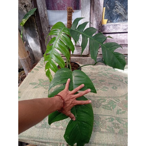 epipremnum varigata