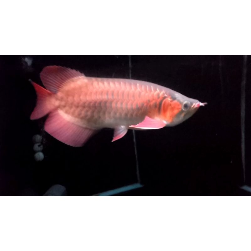 Ikan Arwana Super Red 40cm ITL SSB