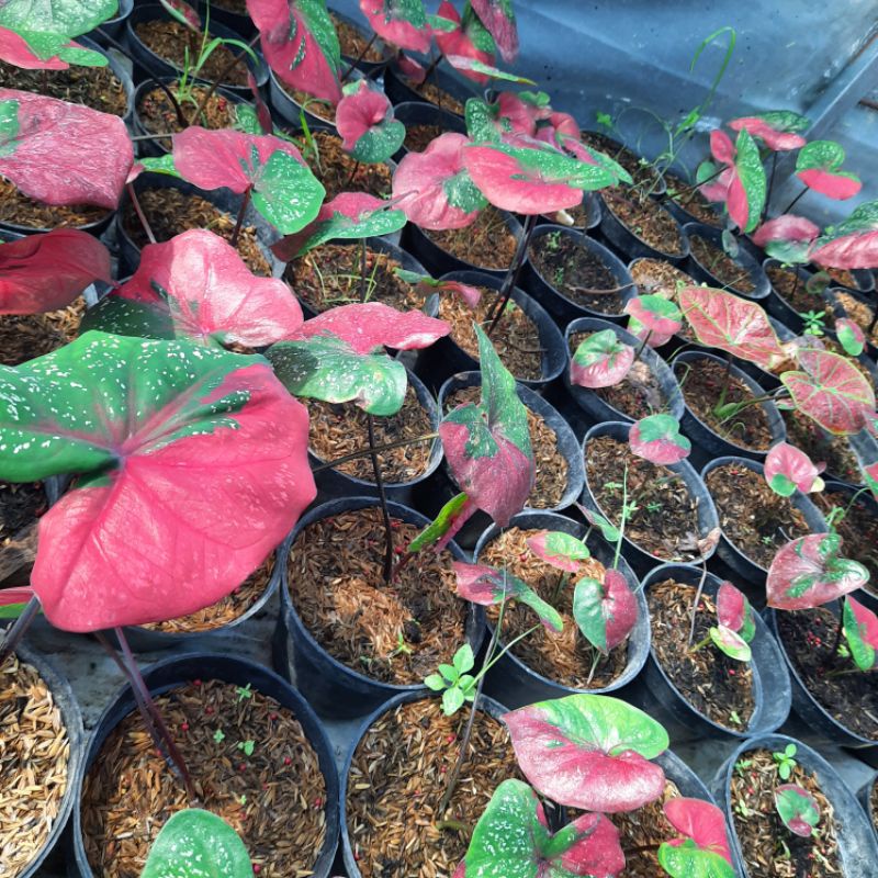 Keladi Baret Tanaman Hias Hidup Bibit Bunga Caladium Baret  Murah Bukan Bonggol