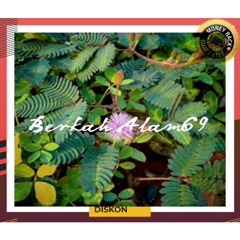 

500gr Daun Putri Malu Segar (akar,batang,daun)
