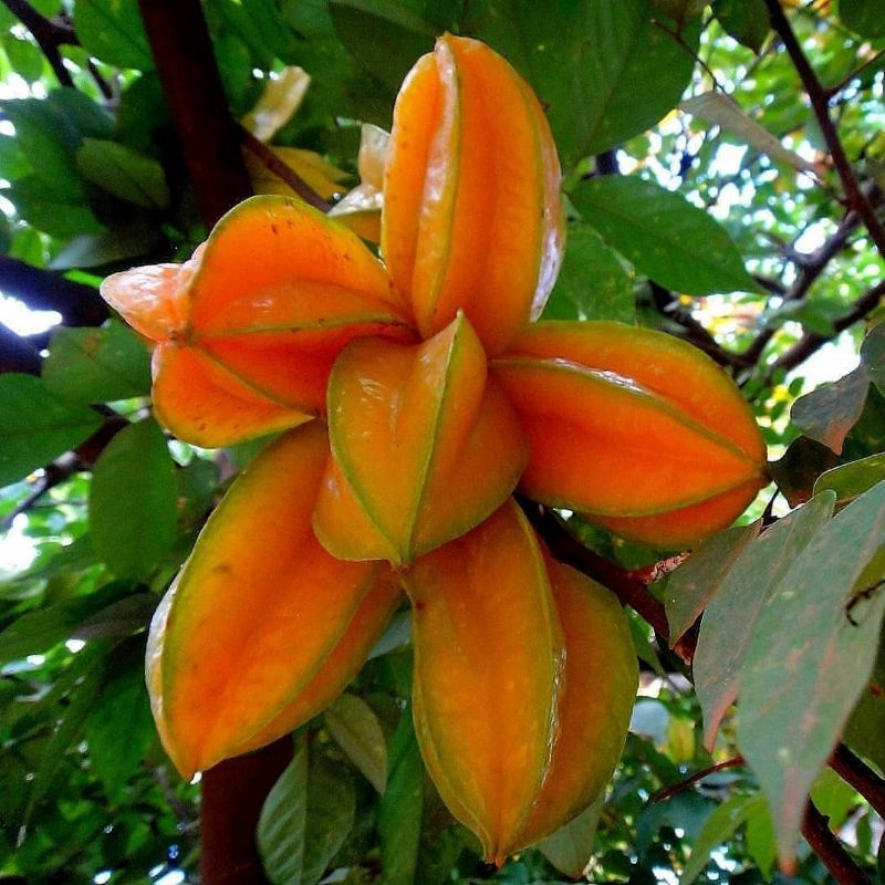 Pupuk Organik Booster Pelebat Buah Belimbing Serbuk Terbaik Ampuh Agar Cepat Berbuah Lebat,Booster Penyubur Tanaman Belimbing,Pupuk Organik Permacu Pertumbuhan Pohon Belimbing