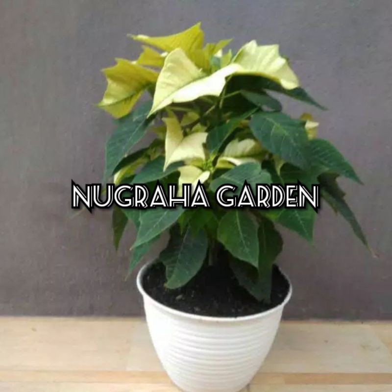 Tanaman kastuba putih