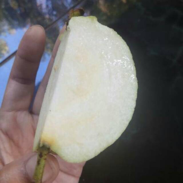 PROMO fresh cangkok  siumik pala