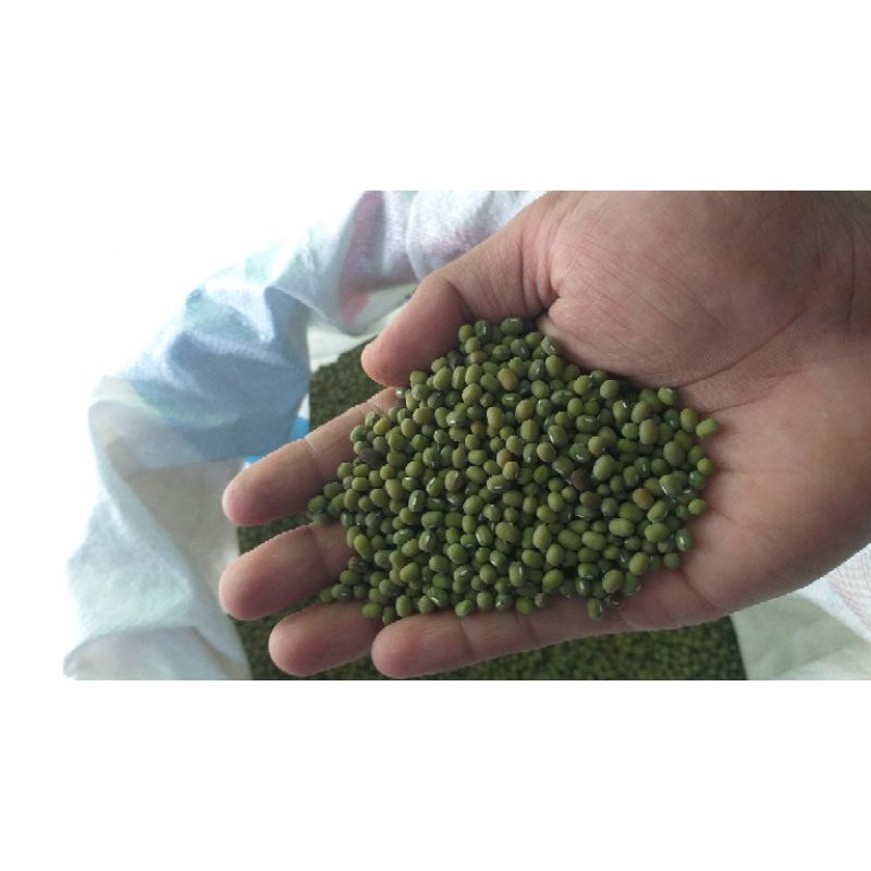 

kacang hijau