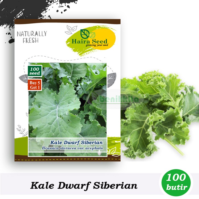 Benih-Bibit Kale Dwarf Siberian (Haira Seed)