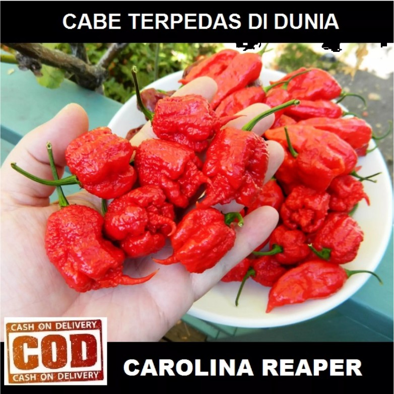 bisa Bayar di tempat - CABE CAROLINA REAPER 5 biji / bibit / benih CABE TERPEDAS DI DUNIA / CABAI IM