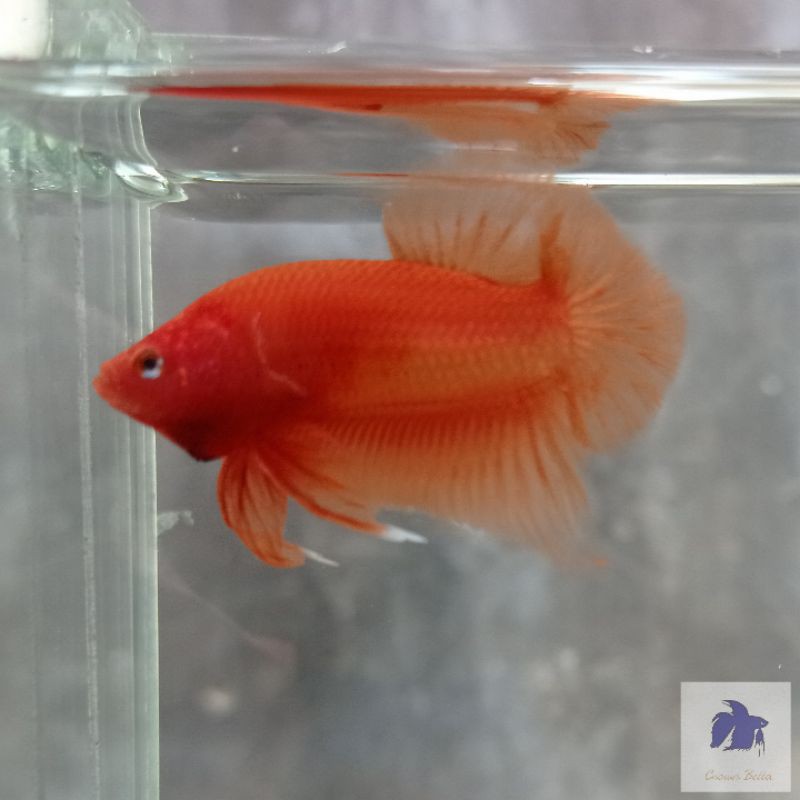 Plakat Orange solid betta cupang