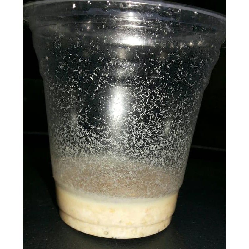 Dijual Microworm Pakan Burayak Cupang Guppy Molly Ikan Aquascape Terjarmin