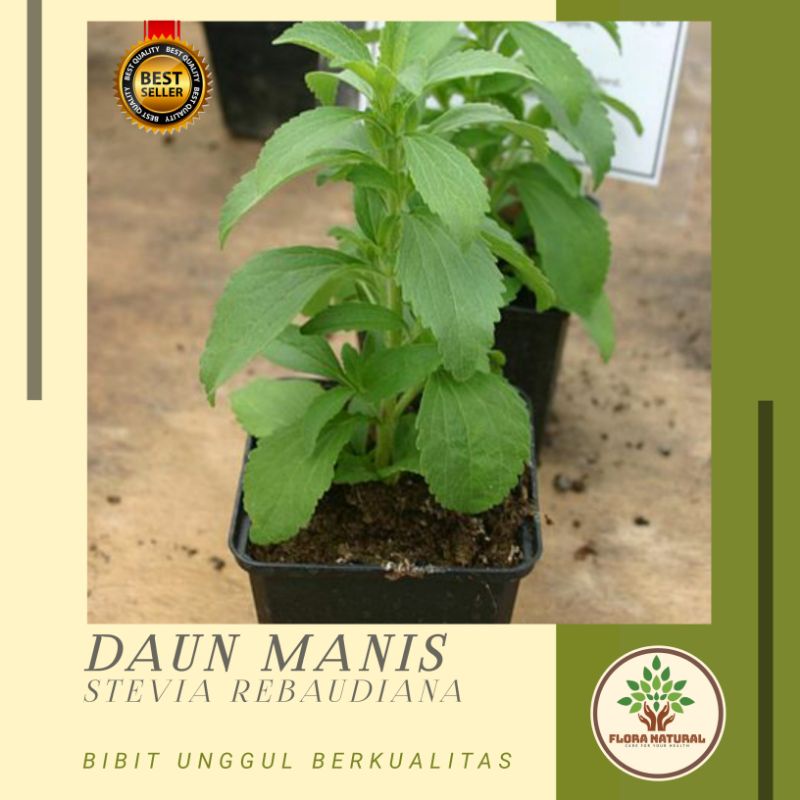 Bibit tanaman stevia Pohon stevia / Tanaman daun manis