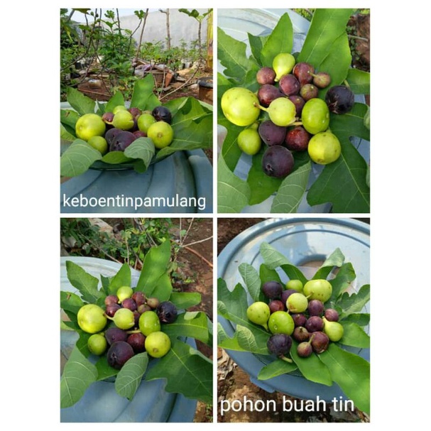 bibit pohon buah tin