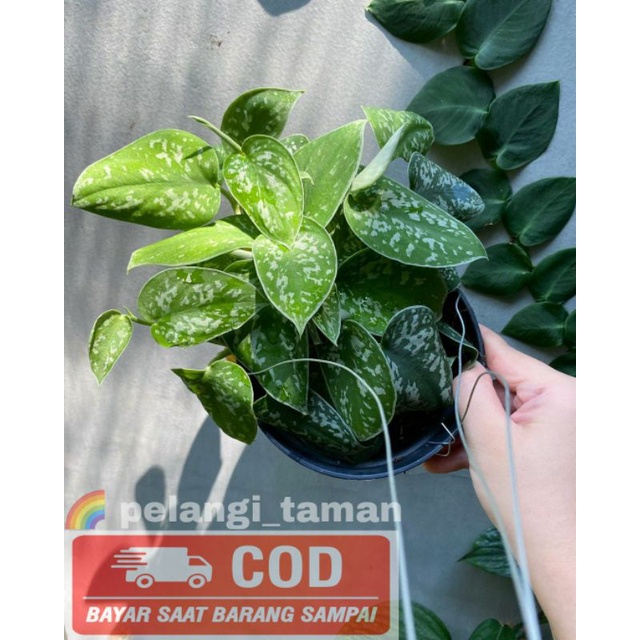 TANAMAN HIAS SCINDAPSUS ARGYRAEUS