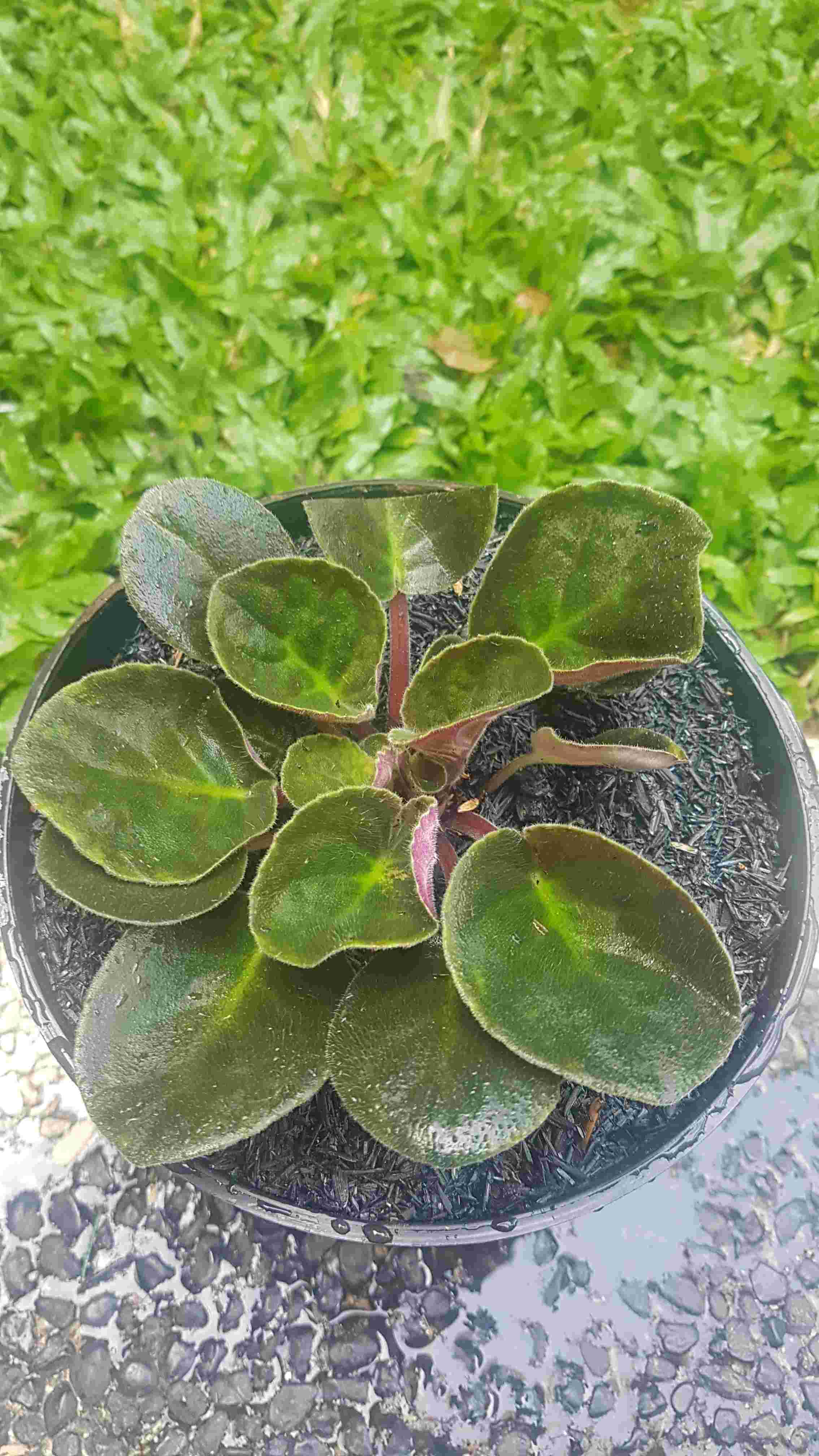 African Violces Bunga Blue Bicollor - Hebat Garden3