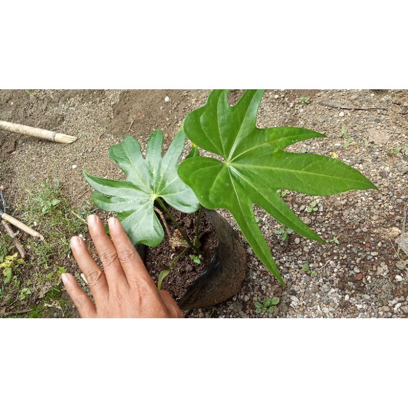 anthurium pedatoradiatum