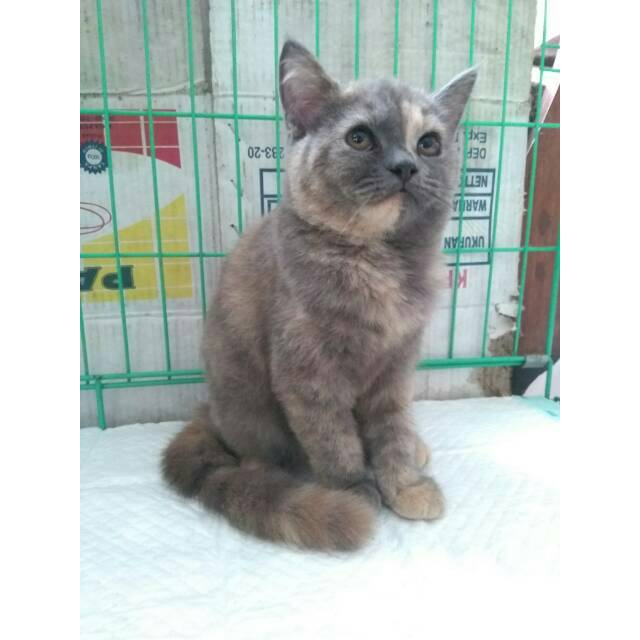 Kitten Persia Shorthair