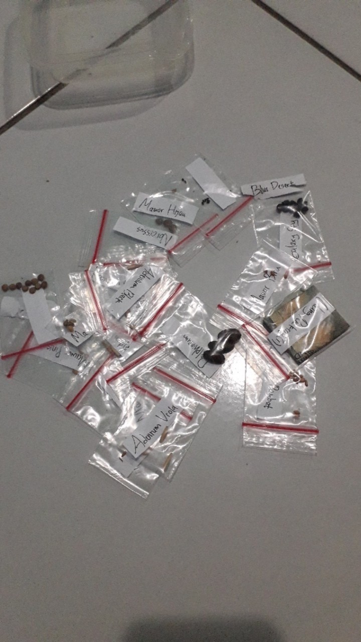 (benih)biji Bunga Mawar Kuning Langka