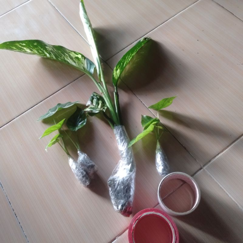 

Packing tambahan