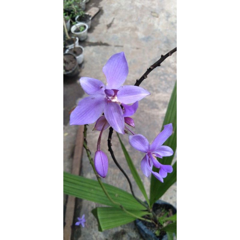 anggrek tanah ungu...