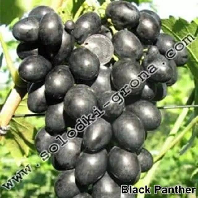 Bibit anggur import jenis black panter