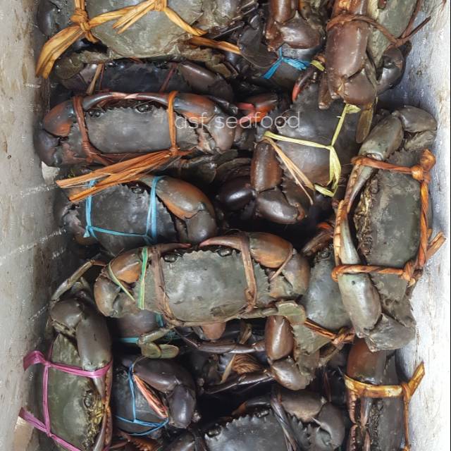 

Kepiting Bakau Hidup isi 3 ekor (300gr-500gr)