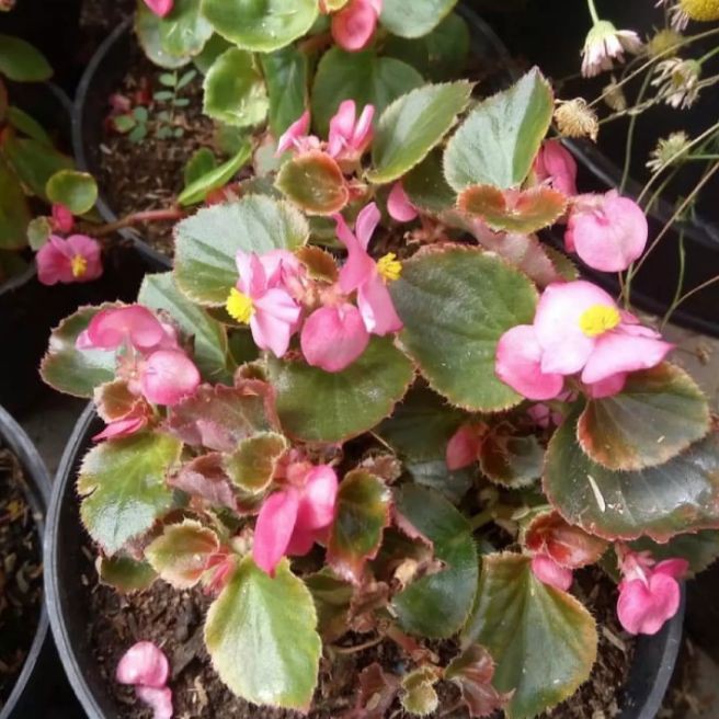 Tanaman hias Begonia bunga pink - Begonia bunga pink / Tanaman hias Begonia
