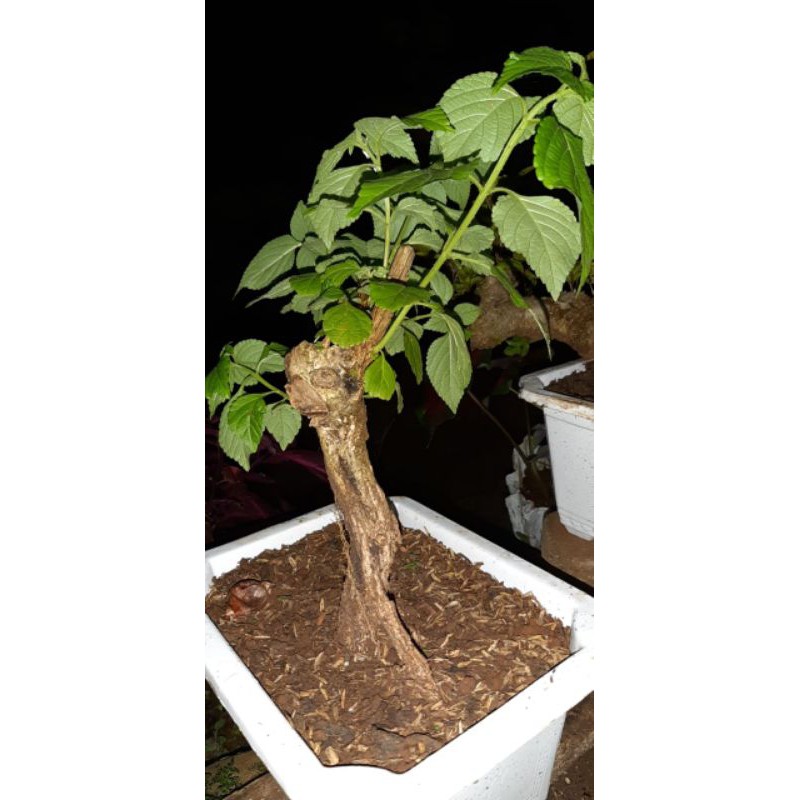 

Bahan Bonsai Lantana Meme