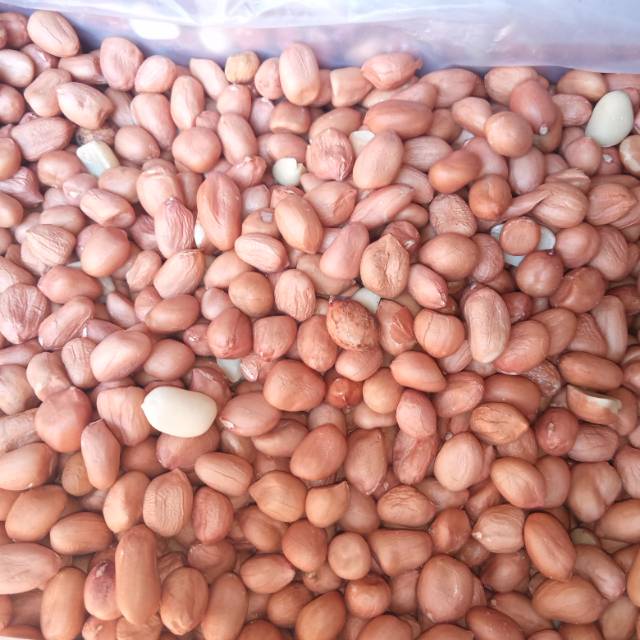 

Kacang kulit ( Kacang Sambel )