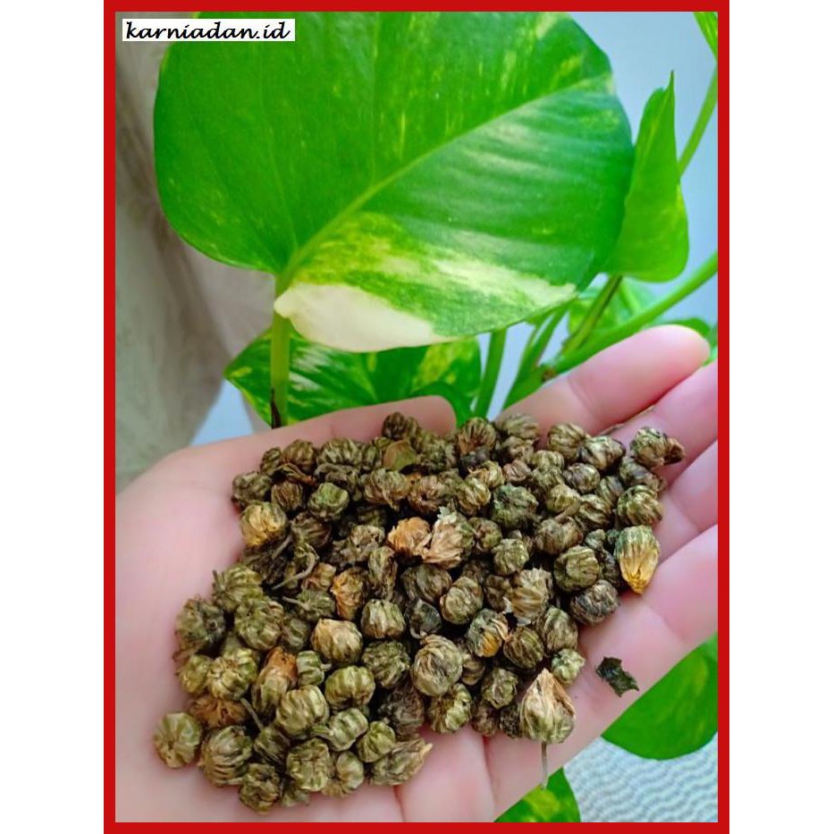 

MADU-MINUMAN- TEHBUNGAKRISAN/BABYKUNCUP/CHRYSANTHEMUMFLOWER/TEHKESEHATAN.ISI 50 GR -ASLI-BUKAN-KAWE-
