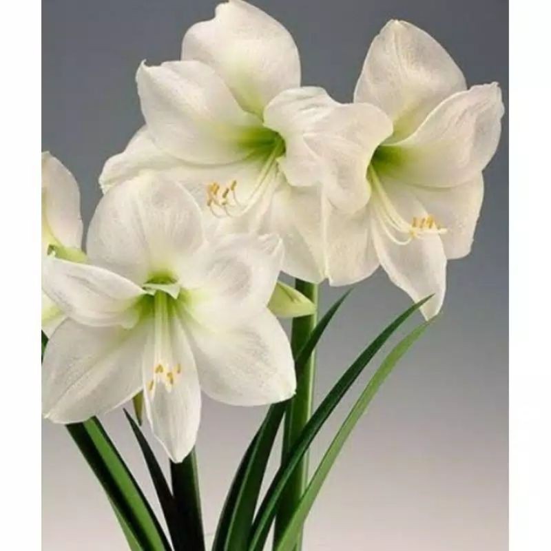 /tanaman hias/umbi/bunga/amarilis putih