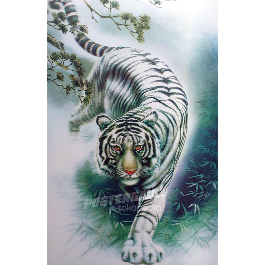 Poster Dinding Kamar 3d Harimau Putih 3d18 Size 38 X 58 Cm Shopee Indonesia