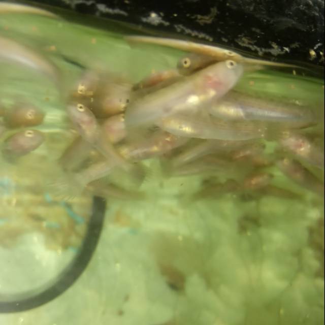 

Baby limbata size 2-3cm