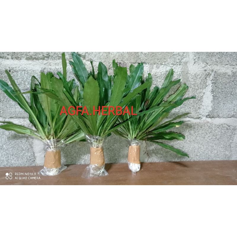 Walang sangit/tanaman walang sangit/daun walang sangit/pohon walang sangit