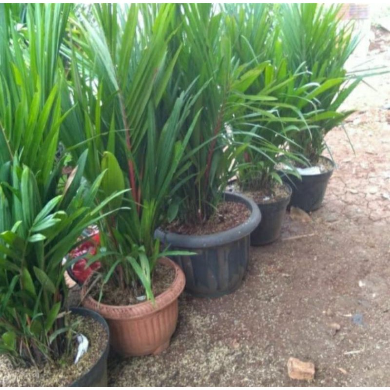 TANAMAN HIAS PALM MERAH 1 METER - PALEM MERAH