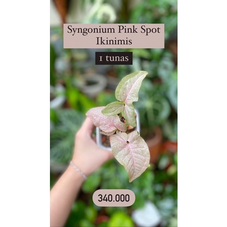 Syngonium Pink Spot dan Scindapsus Silver Cloud