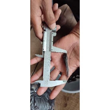 Bibit Ikan Gabus Konsumsi 7-9 cm