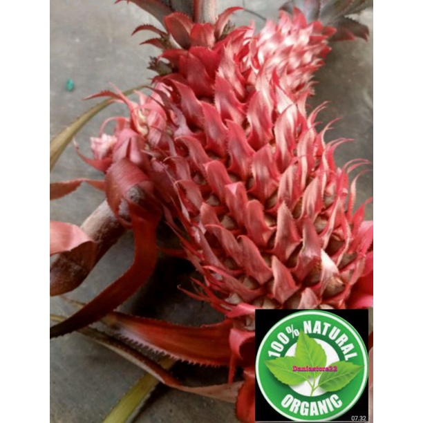 

nanas merah asli 500 gram segar