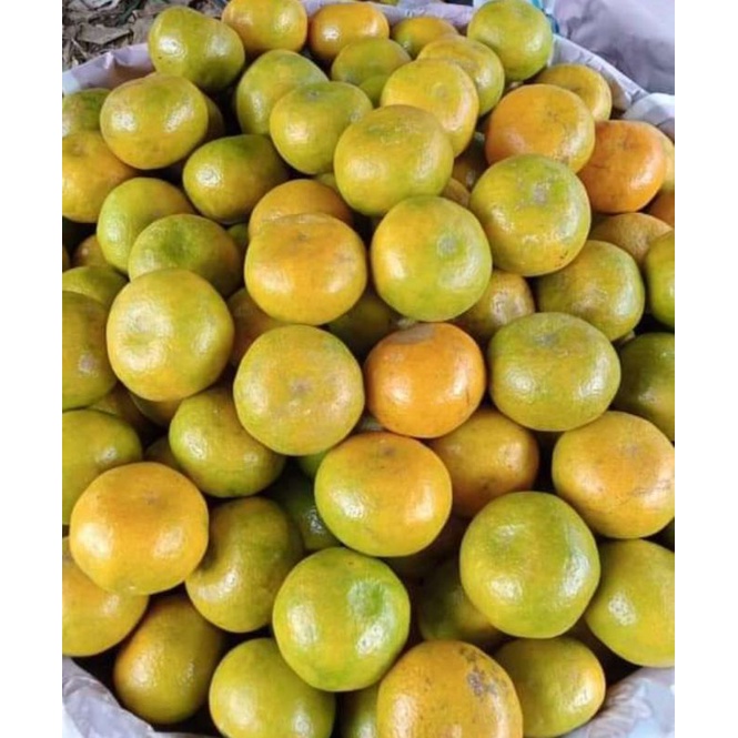 

BUAH JERUK MEDAN FRESH PAKET HEMAT 10 KG